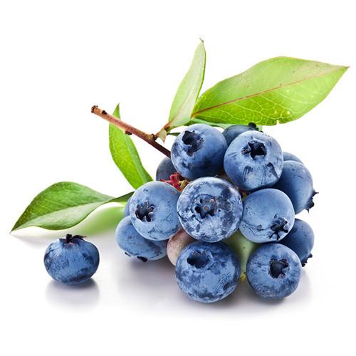 大量供应新鲜蓝莓 天然种植水果 有机食品新鲜美味 批发量大.